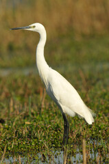 garceta en el campo