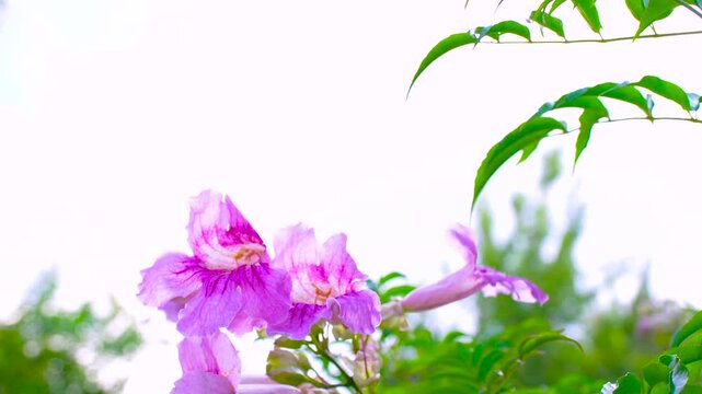 Macro video of nature elements with flowers, leaves, petals and ground