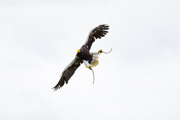 pigargo