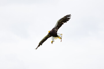 ave, aguilas, cielo, naturaleza, animal, fauna, pigargo de steller