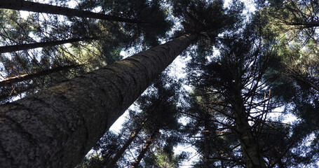 A close up view of a conifer tree crowns in the forest.