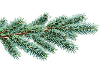 Isolated Pine Branch Illustration on Transparent Background