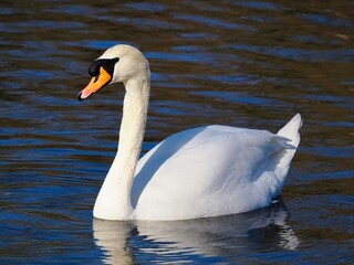 Naklejka premium Schwimmender weißer Schwan (Cygnus), Höckerschwan