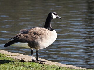 Schwimmende Kanadagans (Branta canadensis) im Stadtpark