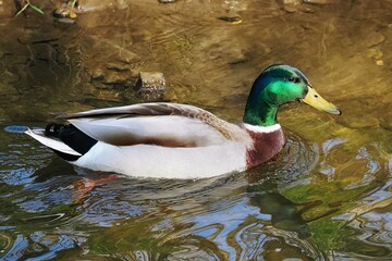 Stockente (Anas platyrhynchos) in einem Stadtpark