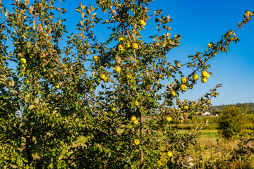 Ripe apples on branches of the apple tree