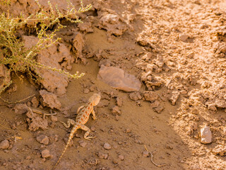 A Chameleon in the Uzbek desert