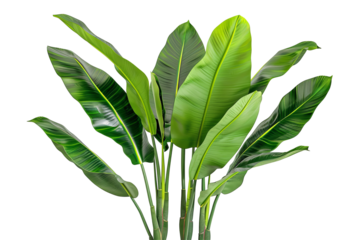 Lush green plant with broad leaves reaches upwards against transparent background. Beautiful nature in focus