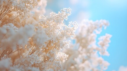 Serene Winter Scene with Delicate White Flowers Against Blue Sky