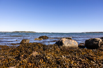 Calm seascape photo of ocean shore at low tide beach covered in algae and seaweed rocks covered in barnacles.