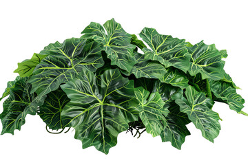Lush green foliage of an alocasia plant. Leafy texture with intricate veins and a fresh, vibrant aesthetic. Detailed botanical element