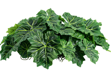 Lush green foliage of an alocasia plant. Leafy texture with intricate veins and a fresh, vibrant aesthetic. Detailed botanical element