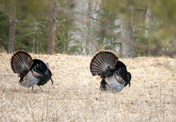 Turkeys in the grass