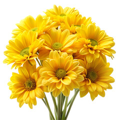 yellow chrysanthemum flowers
