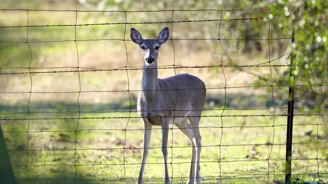 Doe Eye Contact - Wire Fence, Still Moment, Sudden Flight