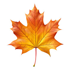 Obraz premium autumn leaf isolated on transparent on white background.png
