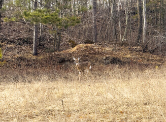 Whitetail deer in the forest