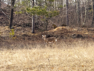 A deer walking cautiously in the brush