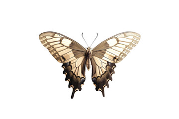 Obraz premium An intricately detailed, high resolution butterfly vector with delicate patterns, symmetrical wings, and soft gradients