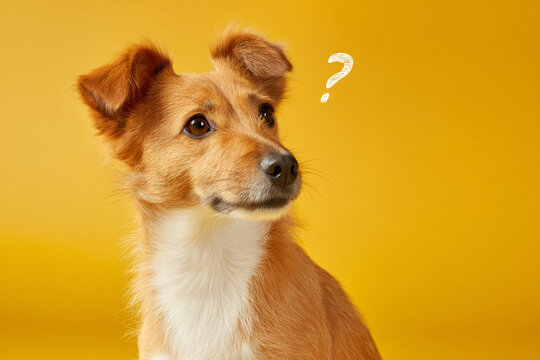 Reddish-brown dog with white chest fur, looking thoughtfully to the side, against a yellow background A question mark hovers near its head, suggesting curiosity or a question