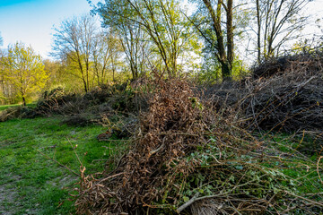 Baumschnitt im Frühjahr