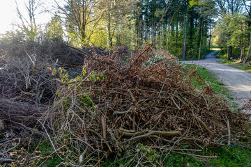 Obraz premium Baumschnitt im Frühjahr