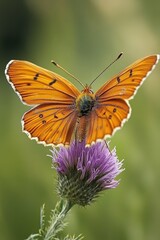 Obraz premium Prickly Teasel Bloom: A Vibrant Wildflower Cone with Purple Bracts in a Lush Meadow Field