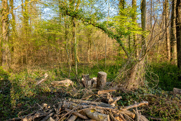 Baumschnitt im Frühjahr