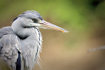 Heron