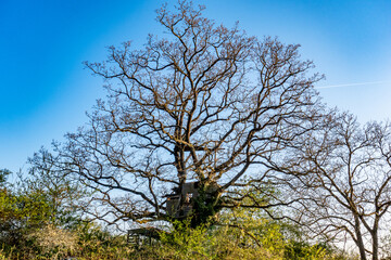 Obraz premium Altes Baumhaus auf einem großen und kahlen Baum