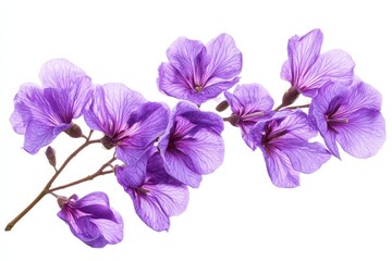 Stunning Close-Up of Lush Purple Jacaranda Blooms on a Crisp White Canvas