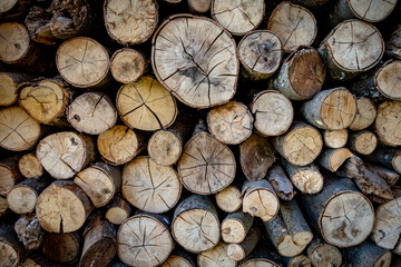 Brennholz Lager am Waldrand © focus finder