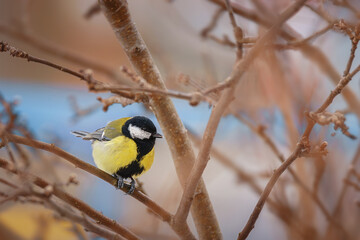 The great tit sitting on tree branch.