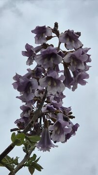 Branch of a bell flower 