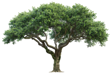A majestic tree stands tall with lush green leaves. Its sturdy branches reach out. The rugged trunk shows texture and age