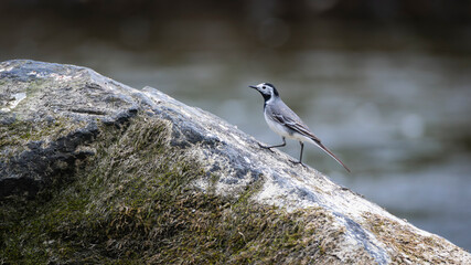 Motacilla alba aka White wagtail in his habitat. Slender bird from Czech republic