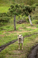 cute fluffy dog on the path in nature during walk, focus on the dog