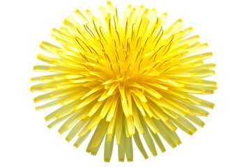 Isolated Yellow Dandelion Bloom with Transparent Background Photography