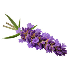 Fototapeta premium Sprig of Fresh Lavender Flowers