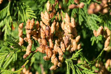  northern white-cedar, .Thuja occidentalis cones closeup selective focus