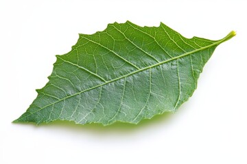 Fresh Neem Leaf Isolated on White Background â€“ A Macro View of Nature's Herb in Vibrant Green