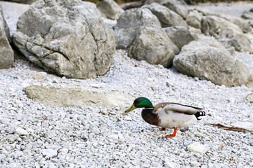 A duck is walking on a rocky beach