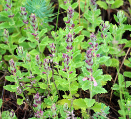 Teucrium chamaedrys grows in nature in summer
