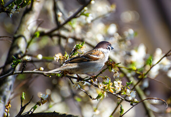 Fototapeta premium sparrow sitting on a blooming tree branch