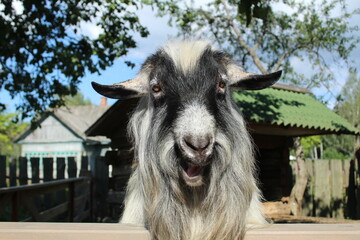 Gray goat chewing grass close-up summer day