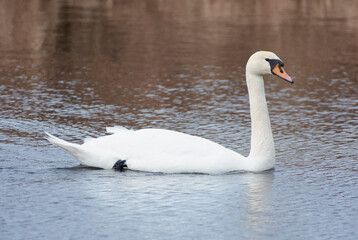 Mute swan on the lake.