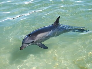 Obraz premium A playful dolphin swims gracefully in clear turquoise waters.