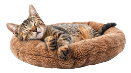 Cute tabby kitten sleeping peacefully in a cozy round bed during daylight hours at home