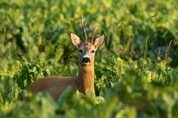 Sarna europejska (Capreolus capreolus) roe deer © Bartosz Rakoczy