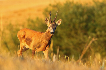 Sarna europejska (Capreolus capreolus) roe deer © Bartosz Rakoczy